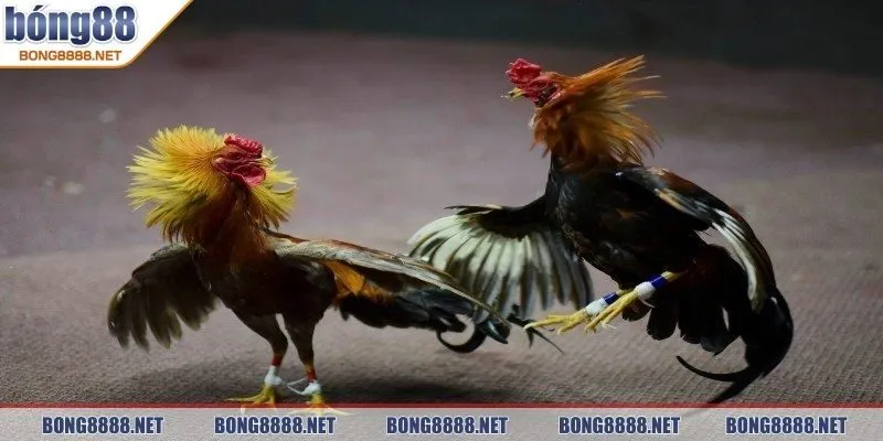 Đá gà BONG88 - Trải Nghiệm Cược Hấp Dẫn, Cơ Hội Thắng Lớn 4 Loại hình đấu gà cựa sắt hót hit
