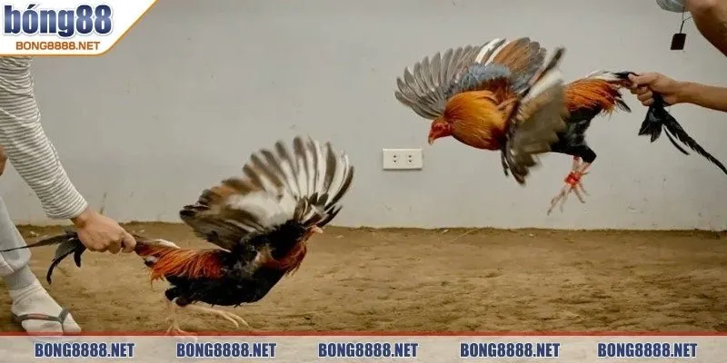 Đá gà BONG88 - Trải Nghiệm Cược Hấp Dẫn, Cơ Hội Thắng Lớn 3 Đỉnh cao nghệ thuật chọi kê cựa dao