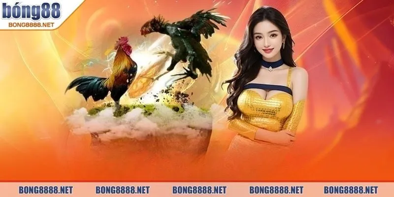 Đá gà BONG88 - Trải Nghiệm Cược Hấp Dẫn, Cơ Hội Thắng Lớn 2 Khái quát về đá gà BONG88