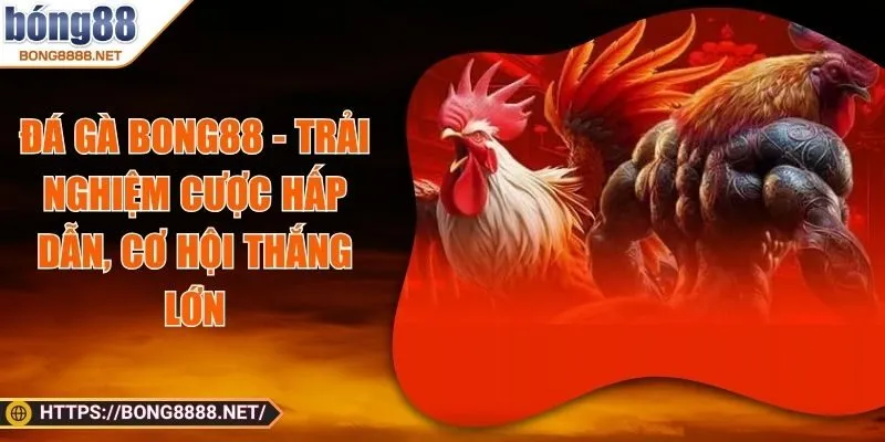 Đá gà BONG88 - Trải Nghiệm Cược Hấp Dẫn, Cơ Hội Thắng Lớn
